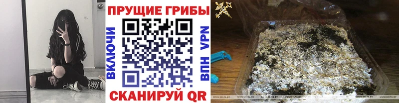 Псилоцибиновые грибы Cubensis  Туран 